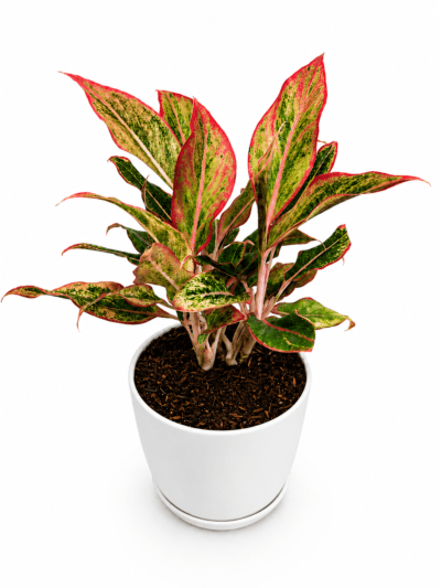 Pink Lipstick Aglaonema