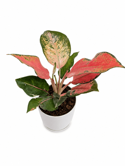 Aglaonema valentine