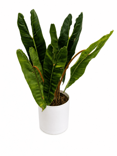 Philodendron Billietiae