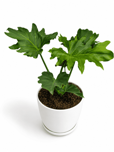 Philodendron Xanadu