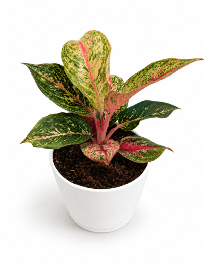 Miss Thailand Aglaonema