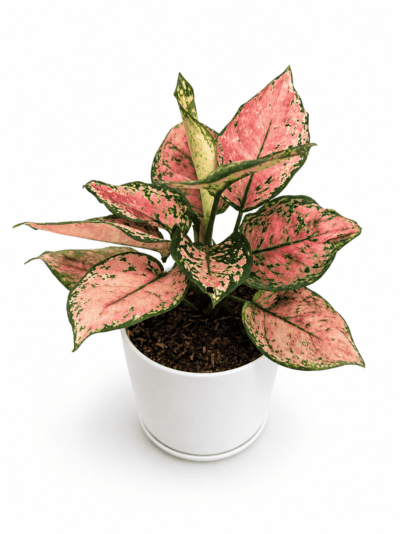 Rose Anyamanee Aglaonema