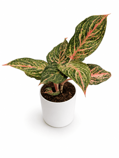 Mahanakorn Aglaonema