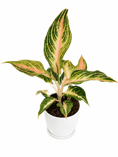 Pink Panama Aglaonema